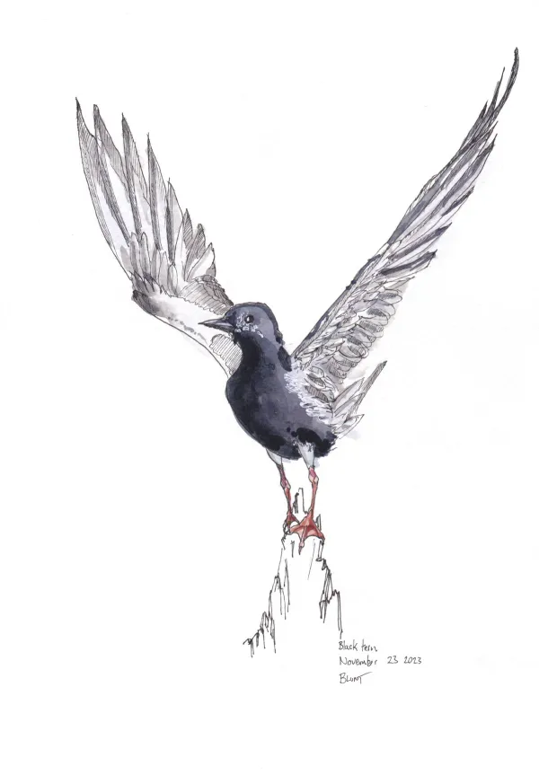 Black Tern