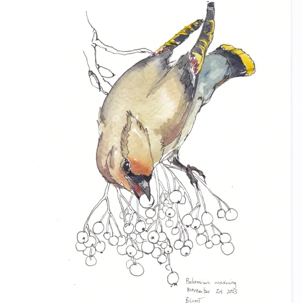 Bohemian Waxwing 1