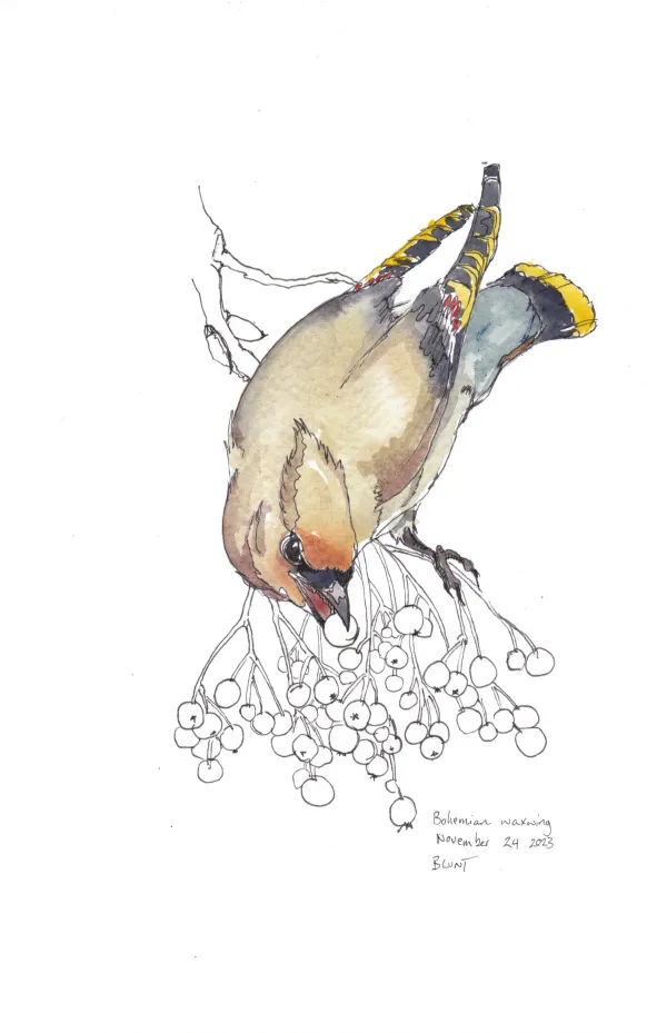 Bohemian Waxwing