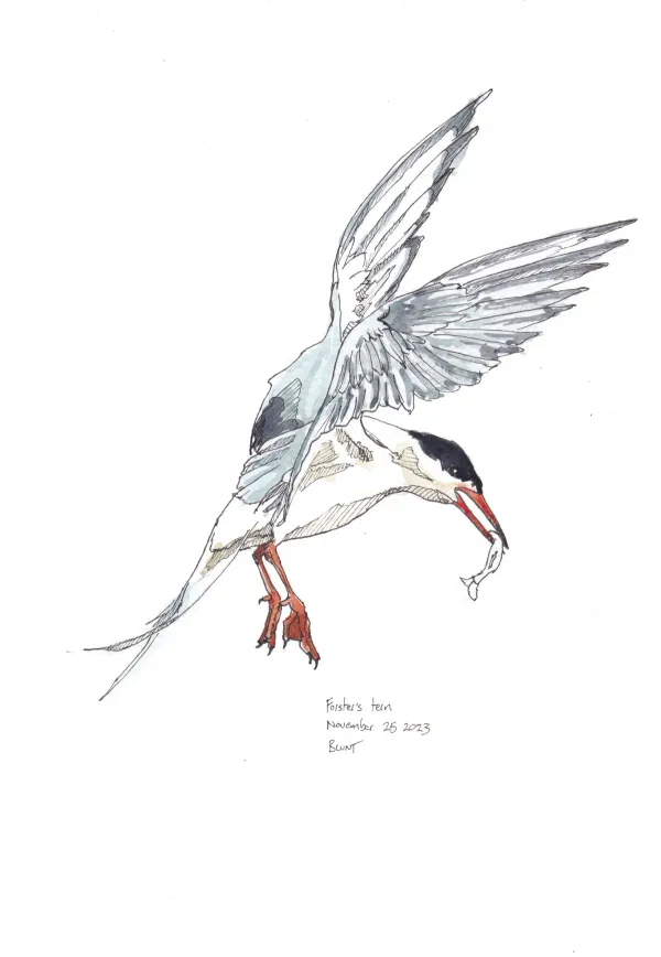 Forster'S Tern