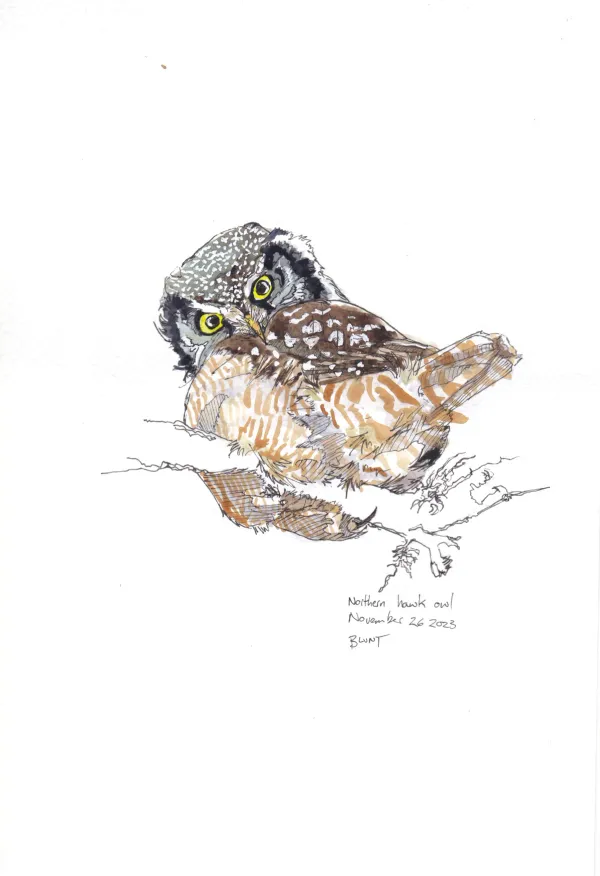 Northern Hawk Owl