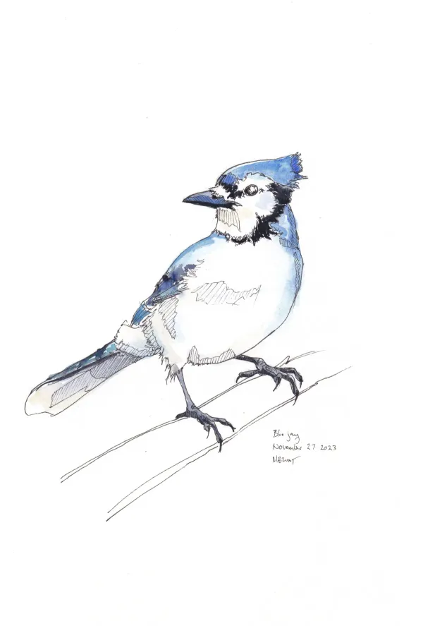Blue Jay