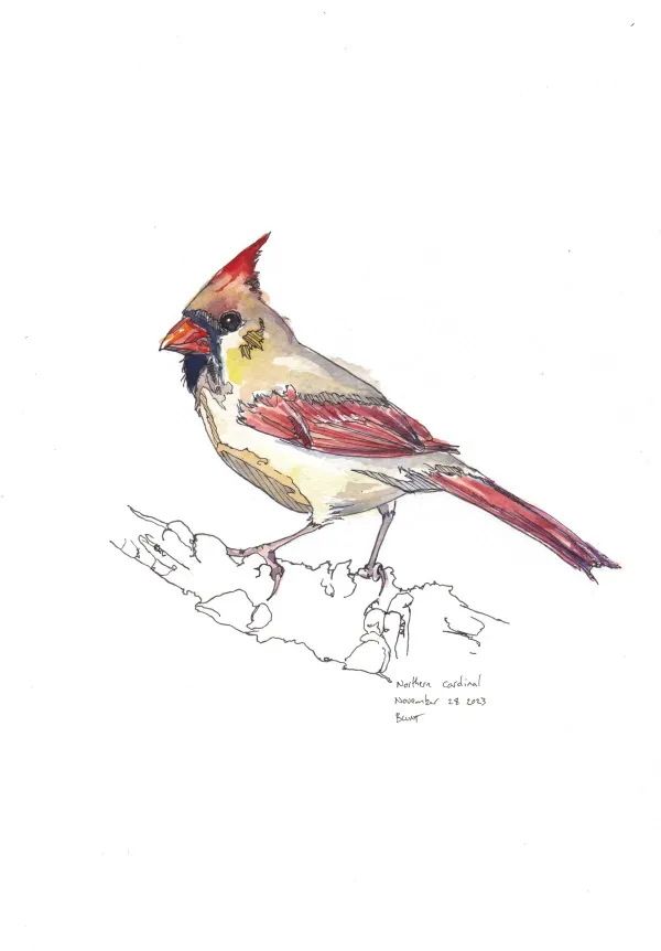 Northern Cardinal