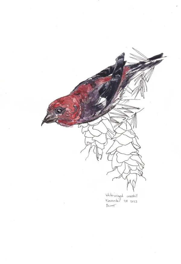 White Winged Crossbill