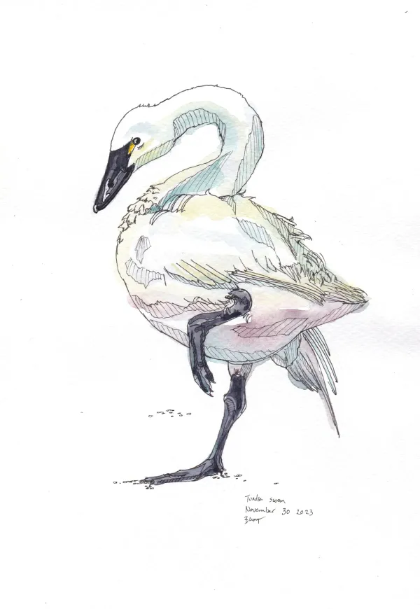Tundra Swan