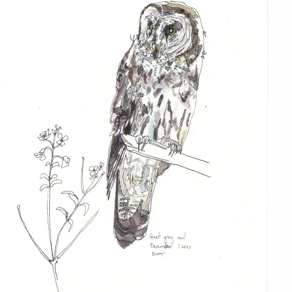 Great Gray Owl 1