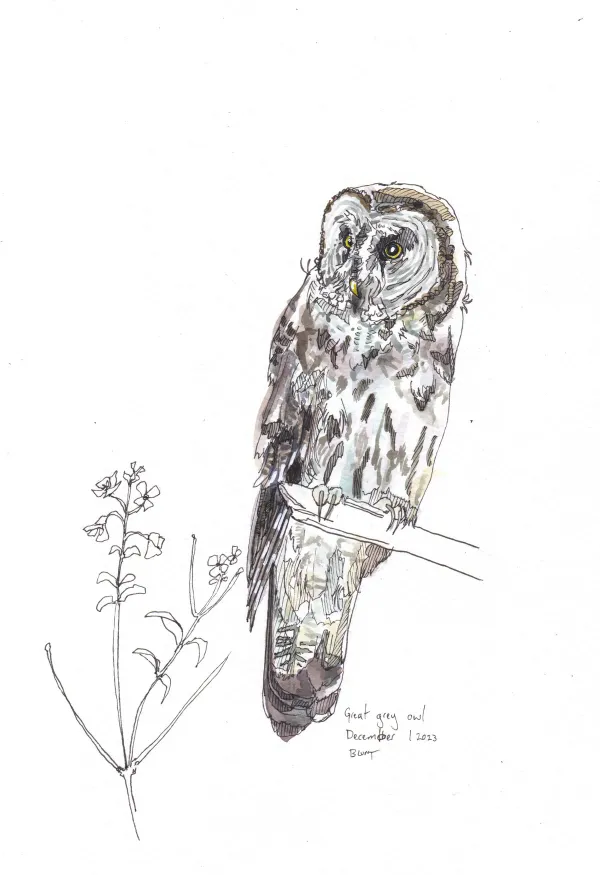 Great Gray Owl
