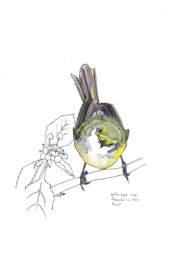 White Eyed Vireo