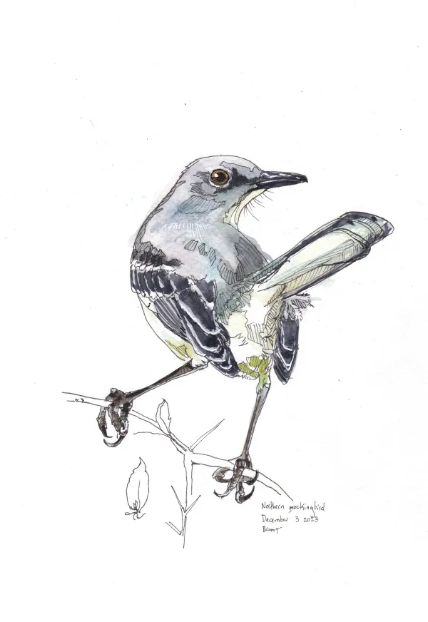Northern Mockingbird