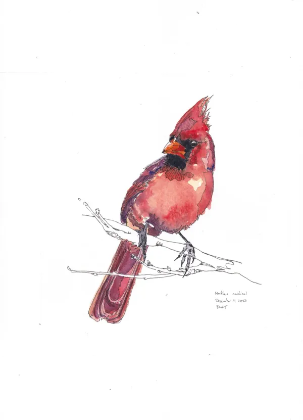 Northern Cardinal