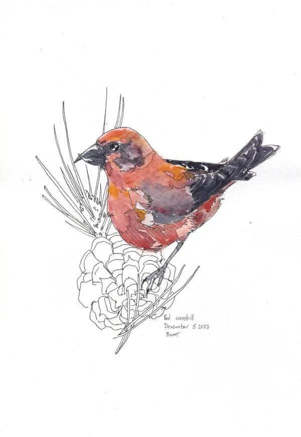 Red Crossbill
