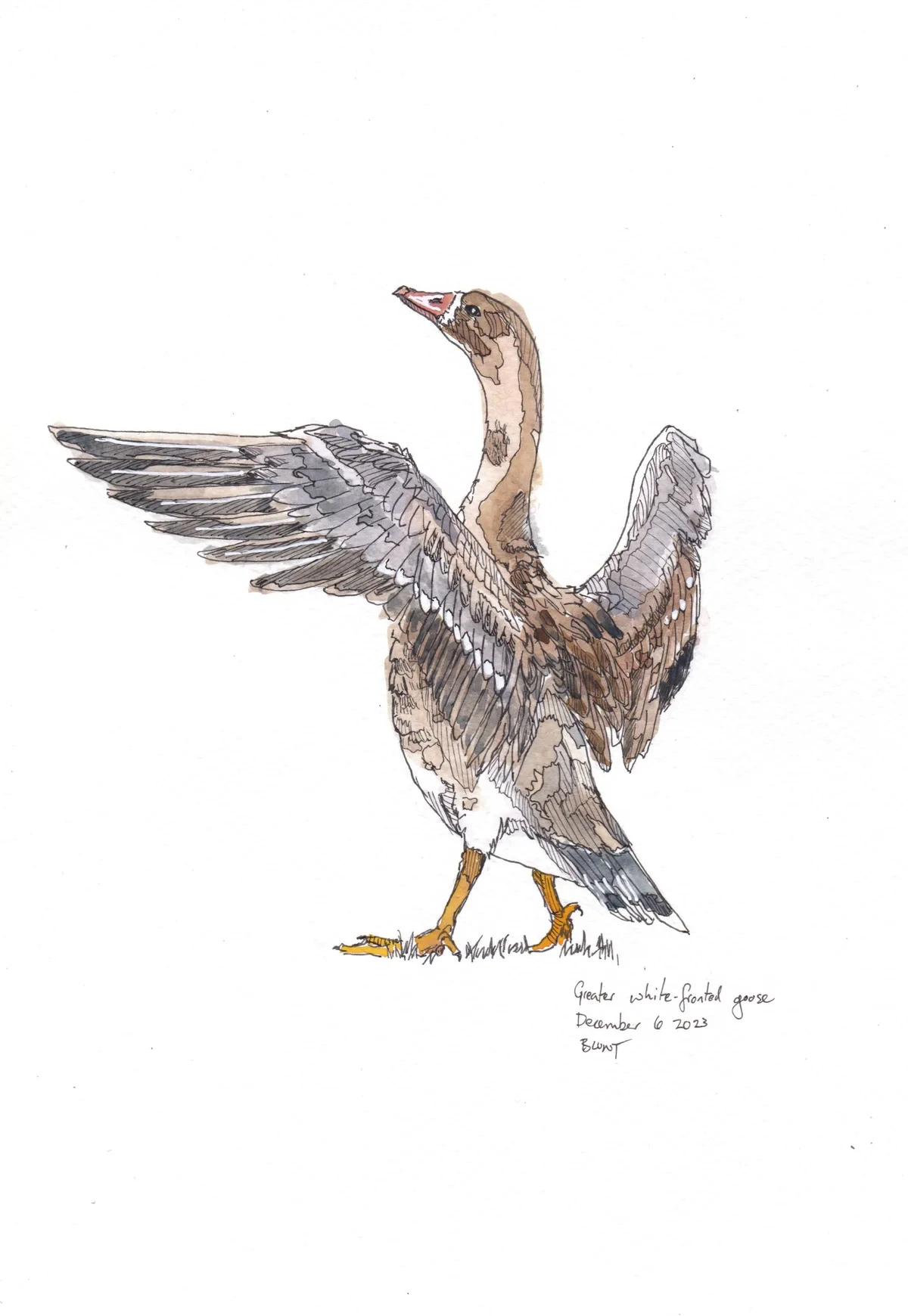 Greater White Fronted Goose
