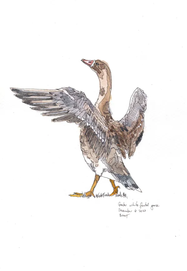 Greater White Fronted Goose