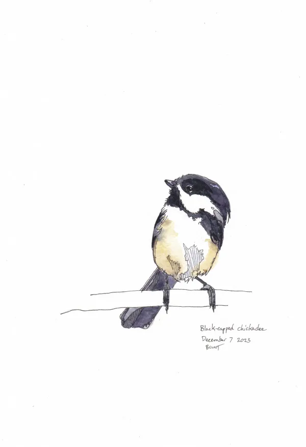 Black Capped Chickadee
