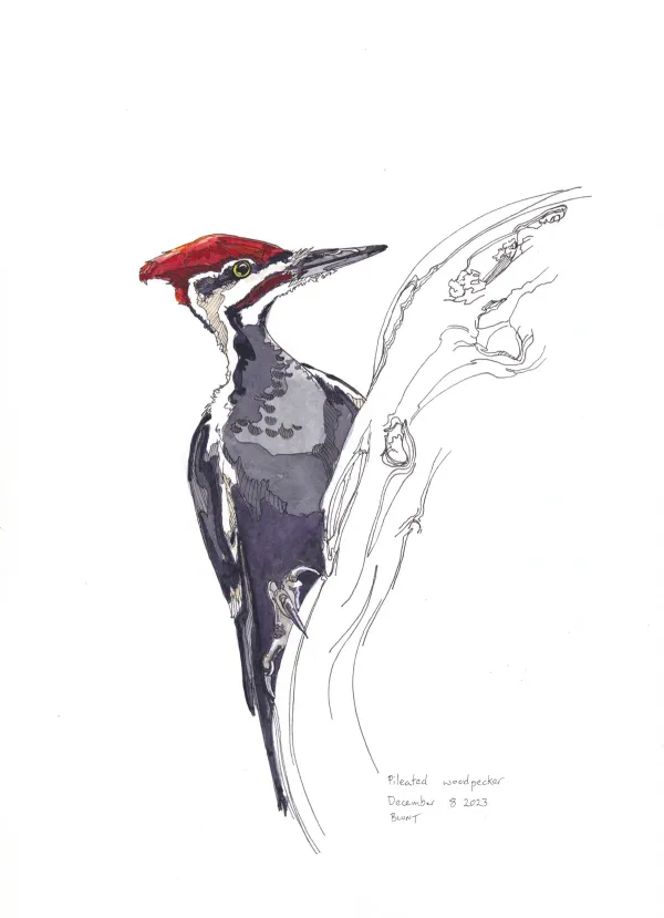 Pileated Woodpecker