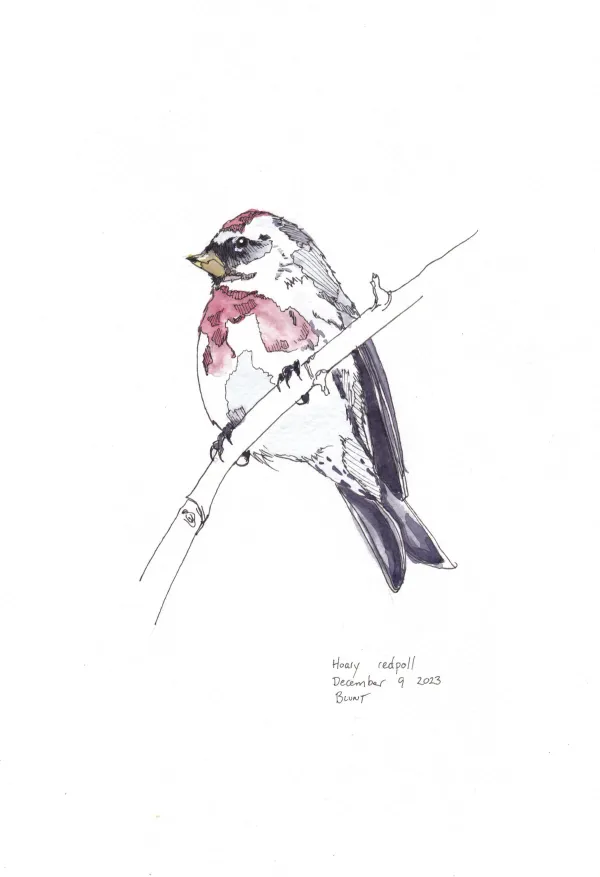 Hoary Redpoll