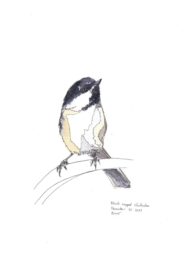 Black Capped Chickadee