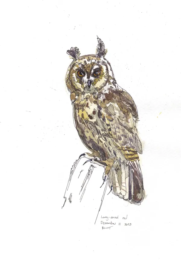 Long Eared Owl