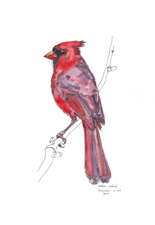 Northern Cardinal