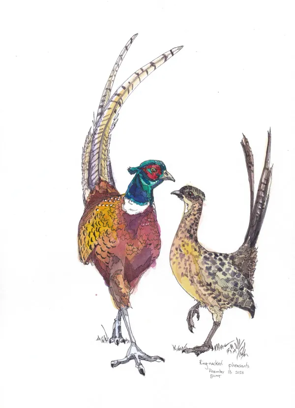 Ring Necked Pheasants