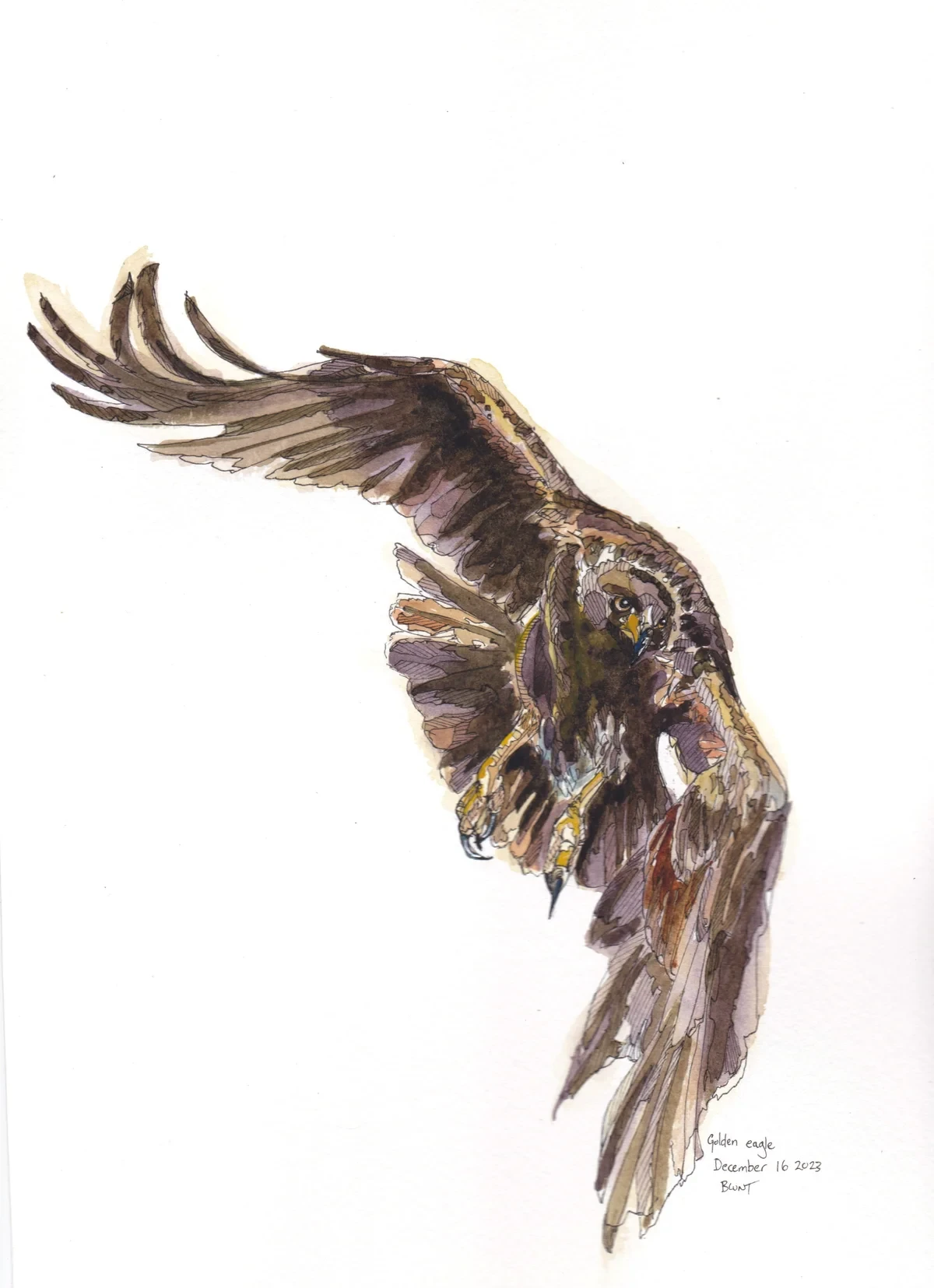 Golden Eagle