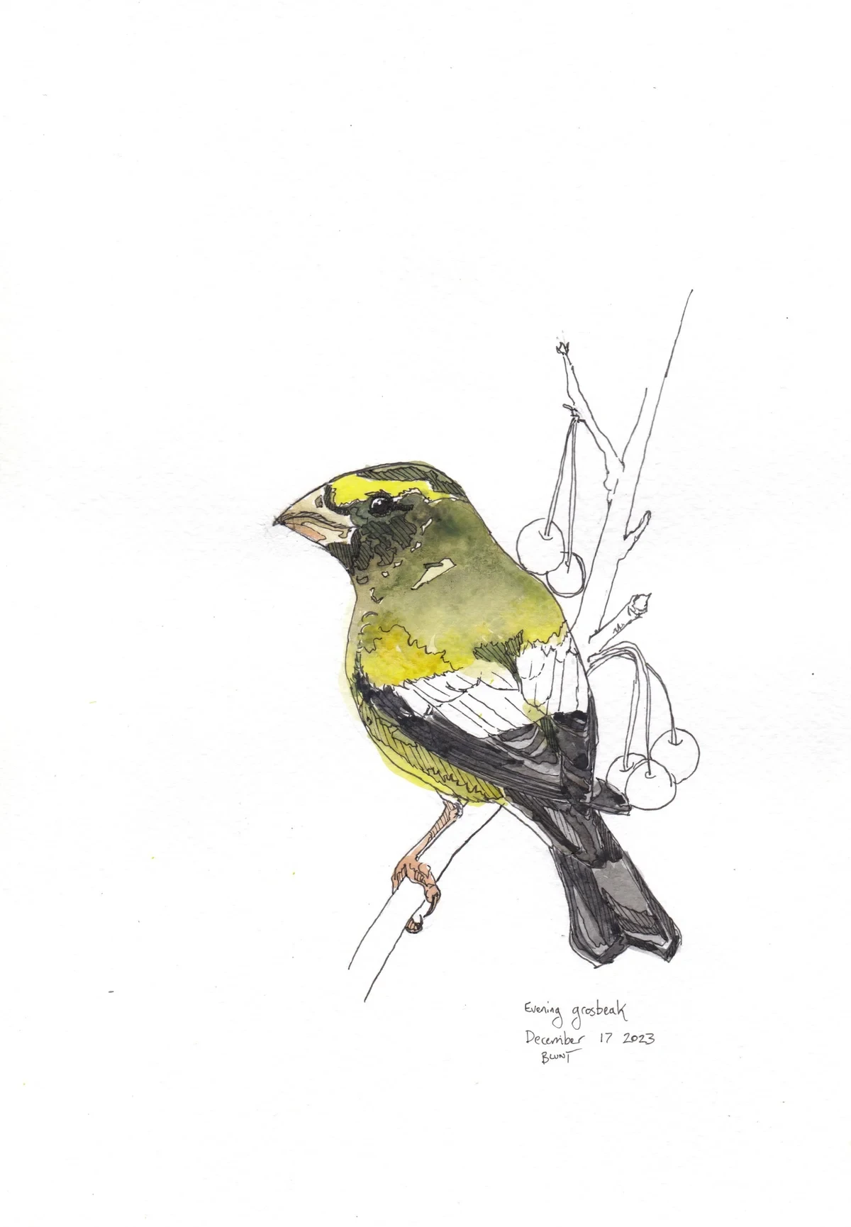 Evening Grosbeak