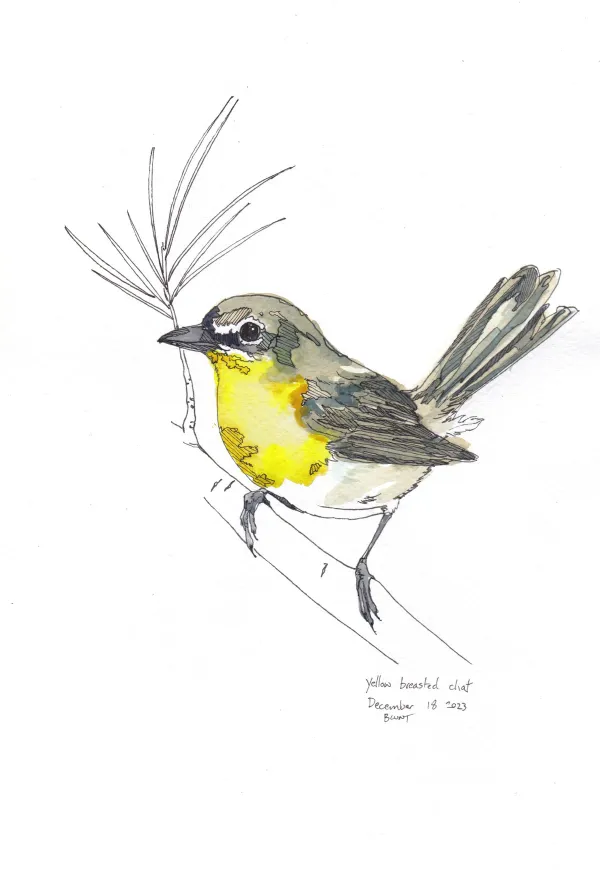 Yellow Breasted Chat