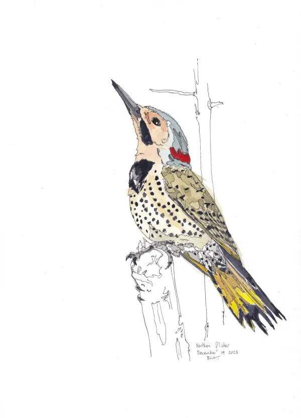 Northern Flicker
