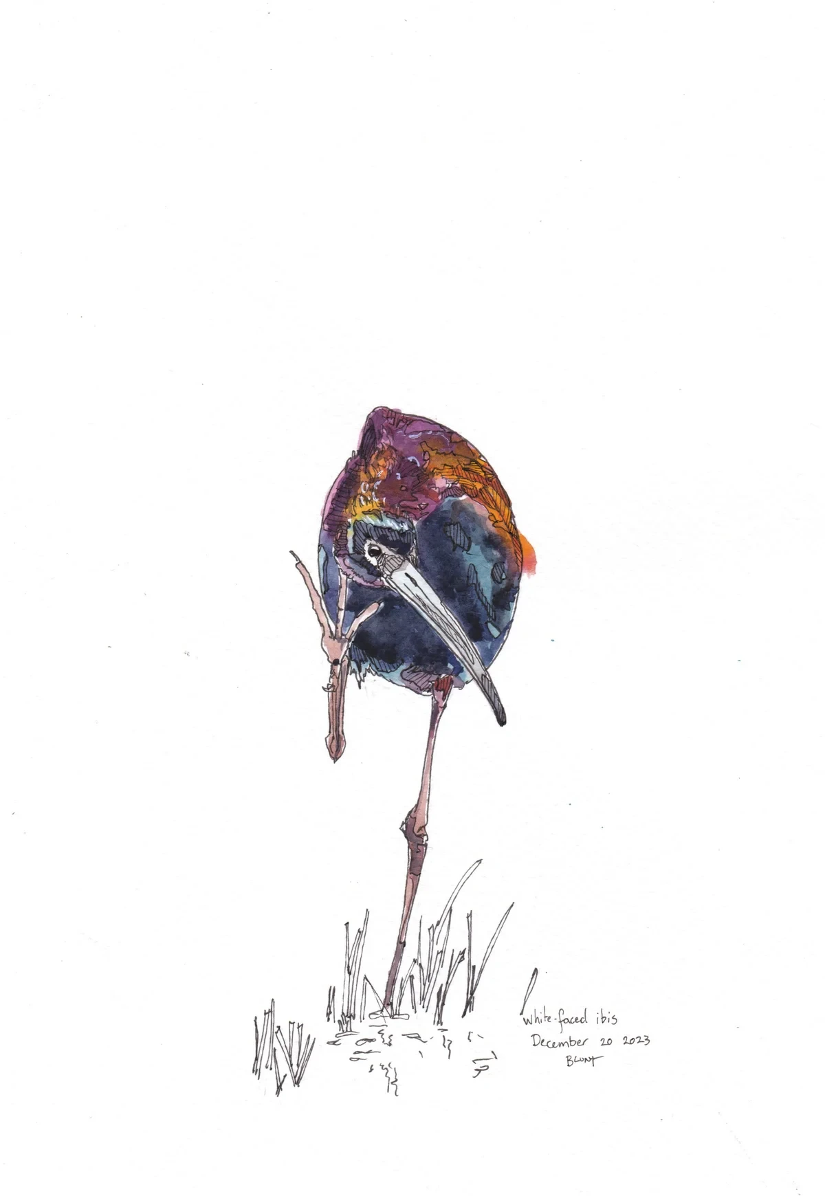 White-faced Ibis