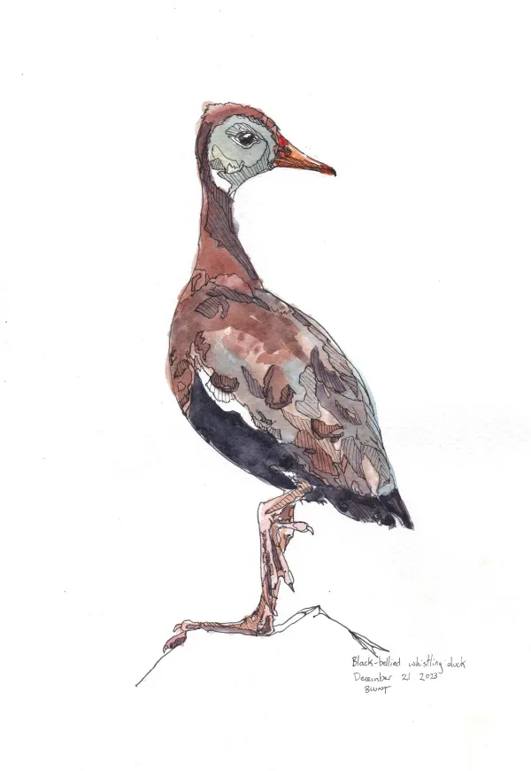 Black Bellied Whistling Duck