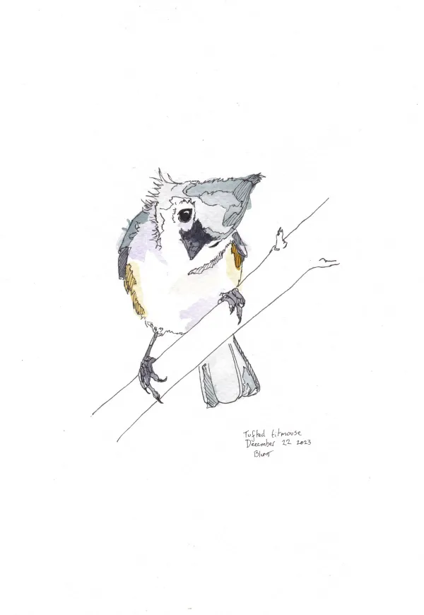 Tufted Titmouse
