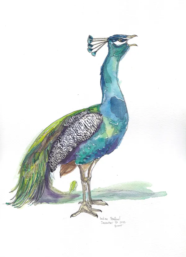 Indian Peafowl