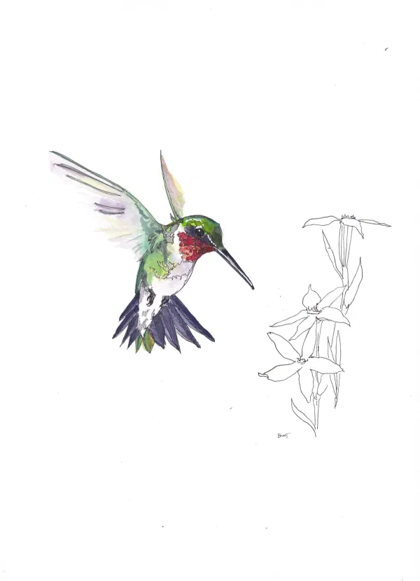 Ruby Throated Hummingbird