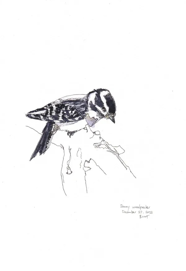 Downy Woodpecker