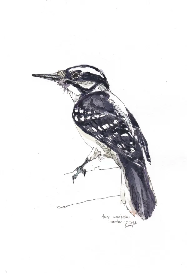 Hairy Woodpecker