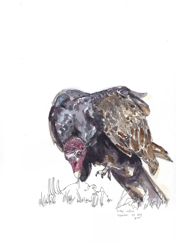 Turkey Vulture