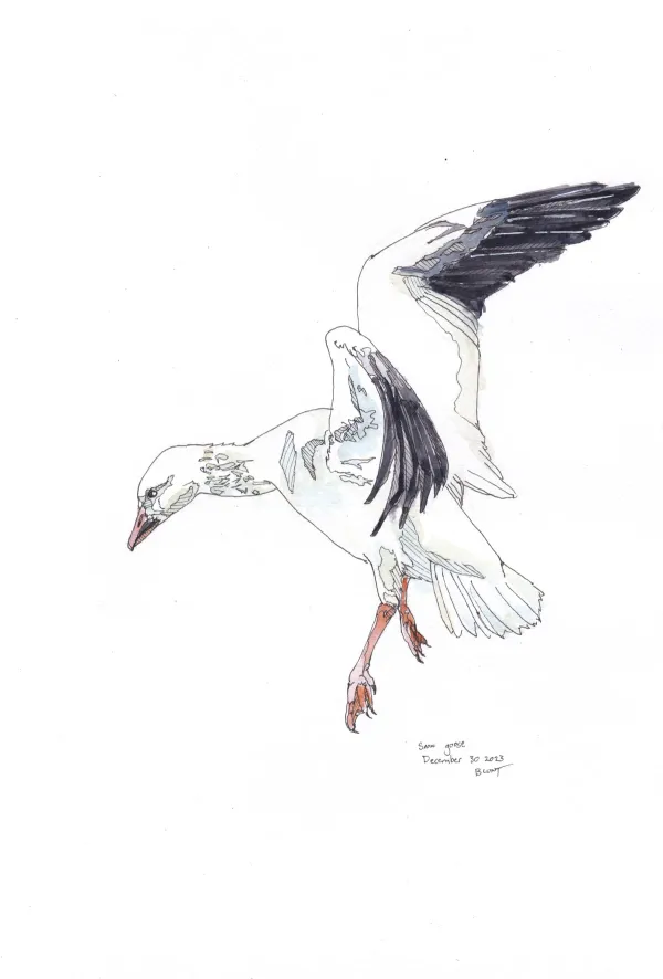 Snow Goose 1
