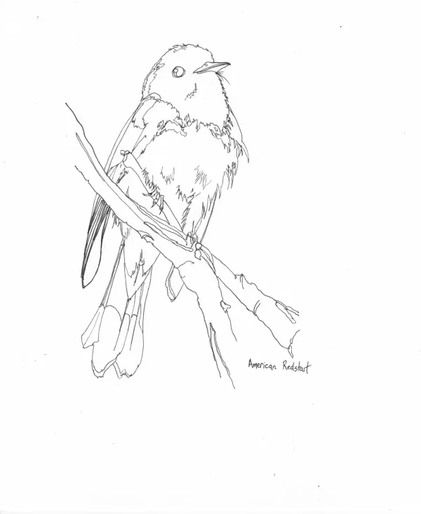 Warblers-colouring-2024