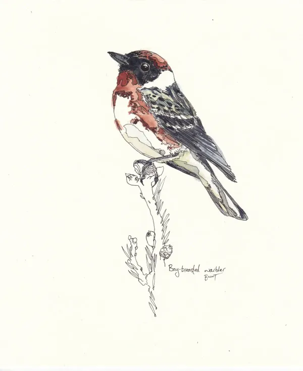 Bay Breasted Warbler