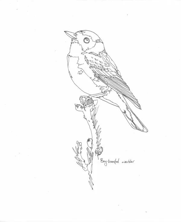 Bay Breasted Warbler