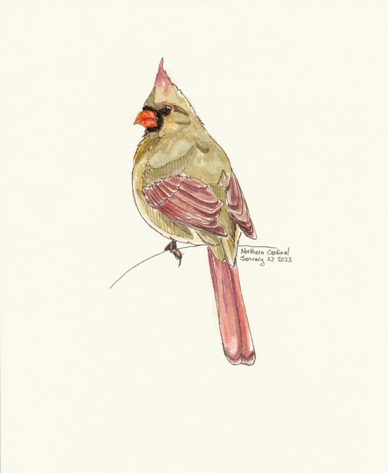 A Bird a Day: How 365 Paintings Changed Everything