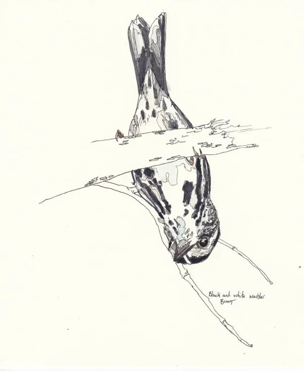 BLack And White Warbler