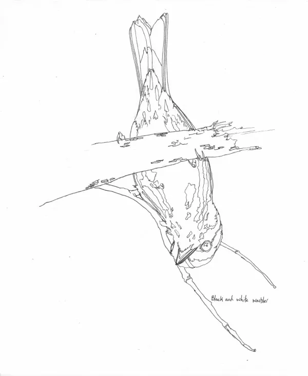 Black And White Warbler