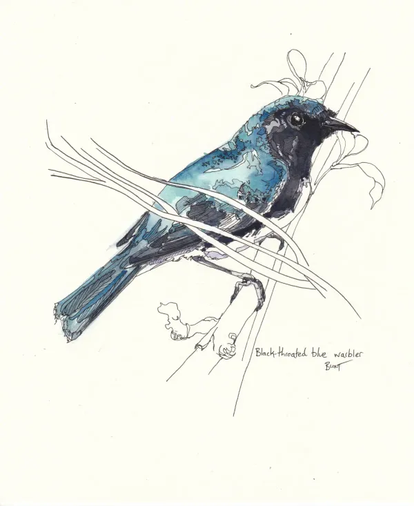 Black Throated Blue Warbler