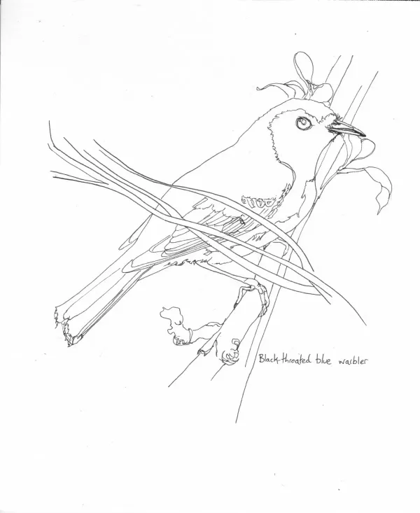 Black Throated Blue Warbler