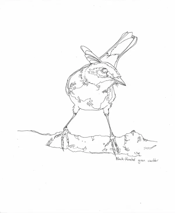 Black Throated Green Warbler