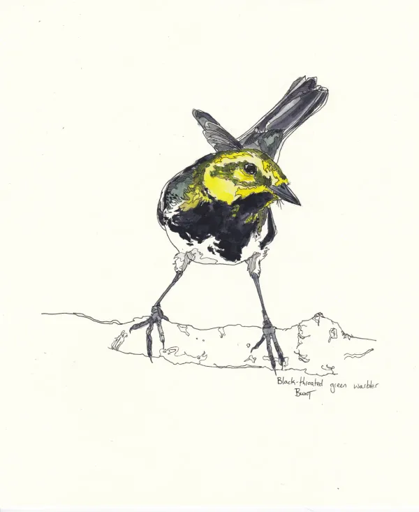 Black Throated Green Warbler