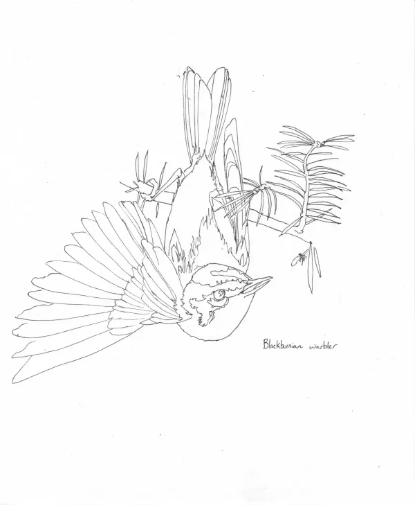 Blackburnian Warbler
