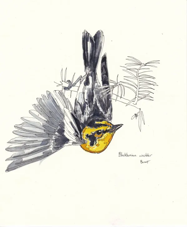 Blackburnian Warbler