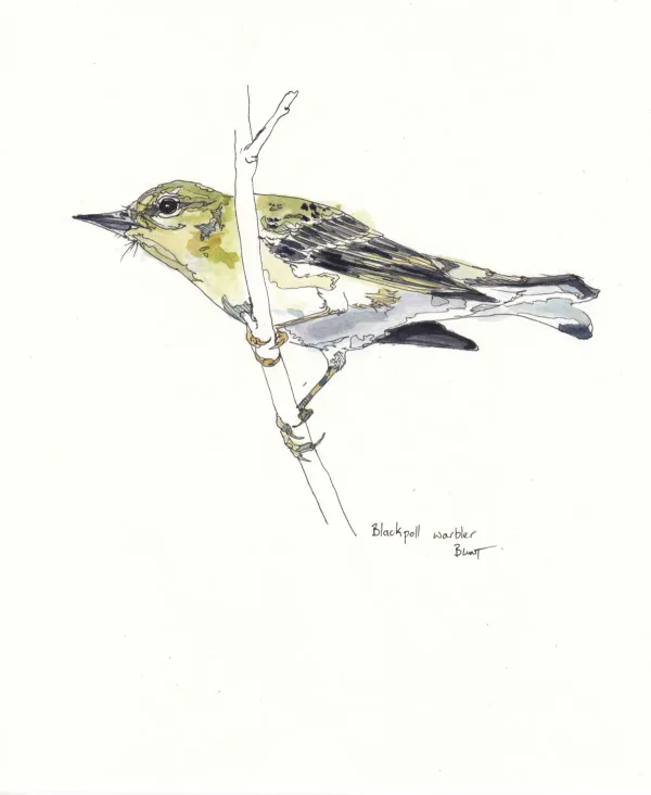 BLackpoll Warbler